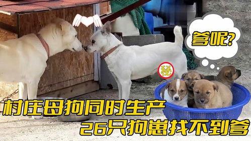 国产母狗,传承与创新中的民族犬种风采  第2张