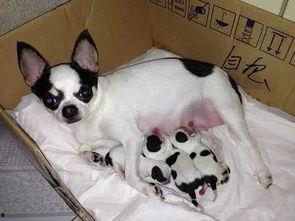 国产母狗,传承与创新中的民族犬种风采  第3张