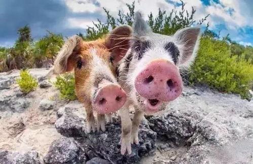 肥猪猪的日常娱乐吃瓜酱,娱乐酱的趣味生活点滴  第2张