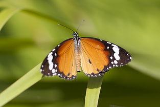 国产采精小蝴蝶,探寻自然之美与科技创新的完美融合  第3张