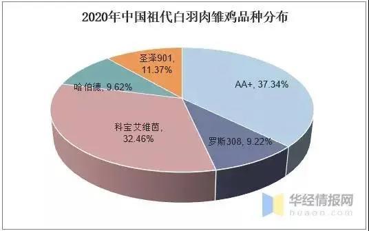 国产鸡情,探寻我国鸡肉产业的崛起之路  第3张